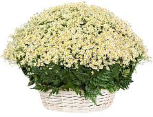 Цветочная композиция из Ромашки в корзине #REPLACE_PRED# Михайловском